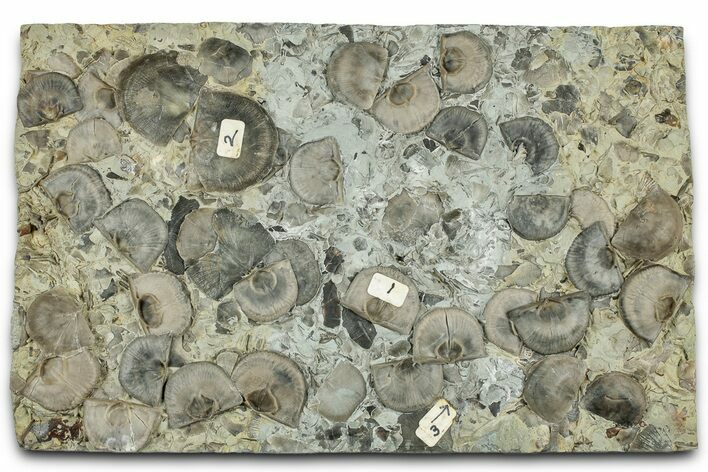 Plate w/ Fossil Brachiopods, Bryozoa & Trilobite Tail - Indiana #325714